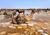Harvesting salt from Karoum salt lake, caravan of Dromedary camels and donkeys wait to be loaded with salt blocks, Danakil depression, northern Ethiopia, February 2009