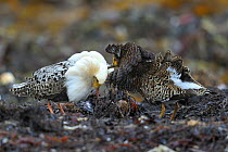 Ruff (Philomachus pugnax)  males displaying, Varanger, Norway, May