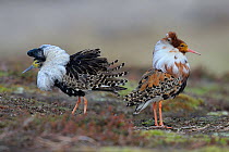 Ruff (Philomachus pugnax) two males displaying, back to back, Varanger, Norway, May