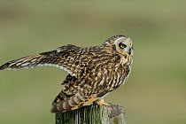 Short eared owl (Asio flammeus) perched on post, stretching wing, Vendee, France, October