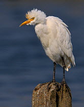 Cattle egret (Bubulcus ibis) perched on post in marsh, Vendee, France, September