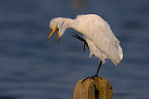 Cattle egret (Bubulcus ibis) perched on post in marsh, preening, Vendee, France, September