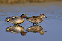 Common eurasian teal (Anas crecca) pair in marsh, Vendee, west France, February