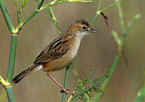 Fan tailed warbler (Cisticola juncidis) perched in marsh, Vendee, west France, August