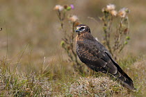 Montagu's harrier (Circus pygargus) on ground in marsh, Vendee, west France, July