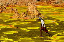 Man walking over colourful mineral deposits at the Dallol hydrothermal site on the Karoum salt lake, Danakil depression,  northern Ethiopia, February 2009