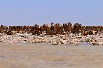 Caravan of Dromedary camels ready to be loaded with salt blocks harvested from Karoum salt lake, Danakil depression,  northern Ethiopia, February 2009