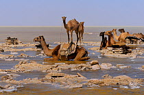Caravan of Dromedary camels ready to be loaded with salt blocks harvested from Karoum salt lake, Danakil depression,  northern Ethiopia, February 2009