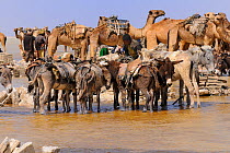 Caravan of Dromedary camels and donkeys ready to be loaded with salt blocks harvested from Karoum salt lake, Danakil depression,  northern Ethiopia, February 2009