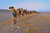 Caravan of Dromedary camels carrying salt blocks across the desert, extracted from Karoum salt lake, Danakil depression, northern Ethiopia, February 2009