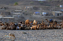 Caravan of camels loaded with blocks of salt from lake Karoum in the Danakil depression, Bere Ale village, Afar, North Ethiopia, February 2009