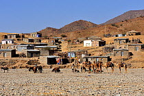 Caravan of camels and donkeys loaded with blocks of salt from lake Karoum in the Danakil depression, Bere Ale village, Afar, North Ethiopia, February 2009