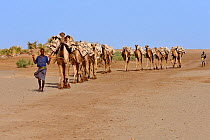 Caravans of dromedary camels loaded with blocks of salt from Lake Karoum in the Danakil depression, North Ethiopia, February 2009