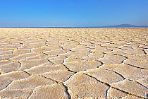 Lake Karoum, hexagonal plates of salt softened after the rains, Danakil depression, Ethiopia, February 2009