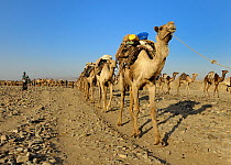 Caravans of dromedary camels loaded with blocks of salt from Lake Karoum, Danakil depression, North Ethiopia, February 2009
