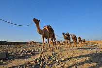 Caravan of dromedary camels loaded with blocks of salt from Lake Karoum, Danakil depression, North Ethiopia, February 2009