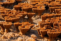 Mineral deposits at the Dallol hydrothermal site, Salt lake Karoum, Danakil depression, Ethiopia, February 2009