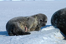 Weddell seal (Leptonychotes weddellii) one week pup on ice with umbilical cord showing, Antarctica, Taken on location for the BBC series, Frozen Planet.