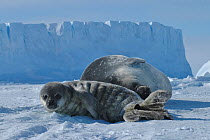 Weddell seal (Leptonychotes weddellii) pup on ice beside mother, Antarctica, Taken on location for the BBC series, Frozen Planet.