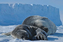 Weddell seal (Leptonychotes weddellii) pup on ice beside mother, Antarctica, Taken on location for the BBC series, Frozen Planet.