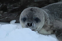 Weddell seal (Leptonychotes weddellii) pup on snow, Antarctica, Taken on location for the BBC series, Frozen Planet.
