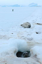 Weddell seals (Leptonychotes weddellii) displaying territorial behaviour at ice hole in tide crack, with Penguin in the background, Antarctica, Taken on location for the BBC series, Frozen Planet.