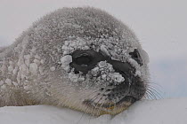 Weddell seal (Leptonychotes weddellii) pup in blizzard, Antarctica, Taken on location for the BBC series, Frozen Planet.