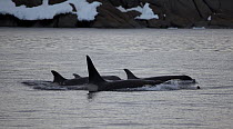 Pod of Killer whales (Orcinus orca) male and at least four females, Kista Straight, near Mawson, Antarctica. Taken on location for the BBC series, Frozen Planet.