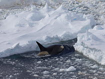 Killer whale (Orcinus orca) amongst thick pack ice, Antarctica. Taken on location for the BBC series, Frozen Planet.