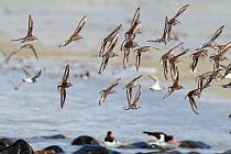 Dunlin (Calidris alpina) flock in flight coming in to feed at low tide, with Oystercatchers on the shore. Isle of Tiree, Scotland, June.