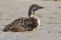 Great Northern Diver (Gavia immer) stranded on beach after storm. Isle of Tiree, Scotland, June.