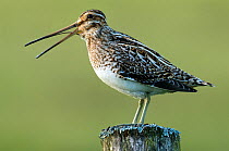 Snipe (Gallinago gallinago) calling from fence post. Upper Teesdale, County Durham, England, UK, June.