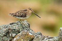 Snipe (Gallinago gallinago) on stone wall. Upper Teesdale, County Durham, England, UK, June.