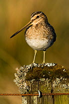 Snipe (Gallinago gallinago) portrait on fence post in late evening light. Upper Teesdale, County Durham, England, UK, June.