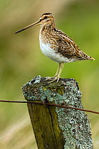 Snipe (Gallinago gallinago) standing on old fence post. Upper Teesdale, County Durham, England, UK, June.