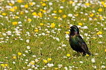 Starling (Sturnus vulgaris) among daisies and buttercups on machair. Isle of Tiree, Scotland, June.