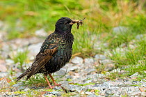 Starling (Sturnus vulgaris) on ground carrying worm prey. Isle of Tiree, Scotland, June.