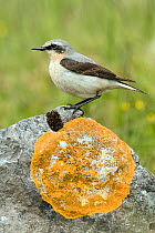 Wheatear (Oenanthe oenanthe) male perched on rock with lichen. Upper Teesdale, Co Durham, England, June.