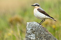 Wheatear (Oenanthe oenanthe) male perched on rock. Upper Teesdale, Co Durham, England, June.