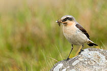 Wheatear (Oenanthe oenanthe) male perched on rock with food. Upper Teesdale, Co Durham, England, June.