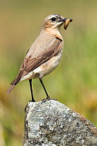 Wheatear (Oenanthe oenanthe) female perched on rock with food. Upper Teesdale, Co Durham, England, June.