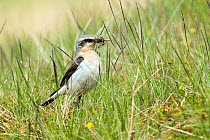 Wheatear (Oenanthe oenanthe) male collecting insects among moorland grasses. Upper Teesdale, Co Durham, England, June.