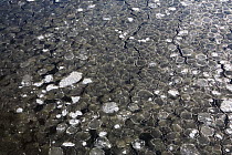 Aerial view of fractured pancake ice in Battleship Cove, Massachusetts, USA, January