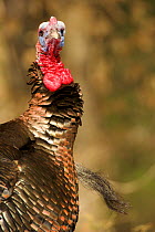 Wild turkey (Meleagris gallopavo) male, portrait, USA, March