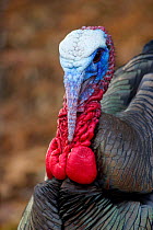 Wild turkey (Meleagris gallopavo) male, portrait, USA, March