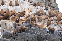 Australian fur seal (Arctocephalus pusillus) colony on rocks, The Friars, Bruny Island, Tasmania, Australia, January
