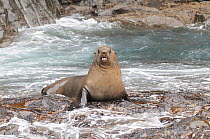Australian fur seal (Arctocephalus pusillus) on rock with incoming tide, The Friars, Bruny Island, Tasmania, Australia, January