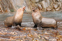 Two Australian fur seals (Arctocephalus pusillus) interacting, The Friars, Bruny Island, Tasmania, Australia, January