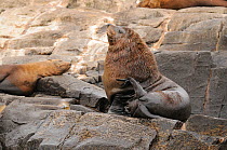 Australian fur seal (Arctocephalus pusillus) territorial bull beside sleeping female, The Friars, Bruny Island, Tasmania, Australia, January