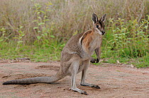 Bridled nailtail wallaby (Onychogalea fraenata) Queensland, Australia, Endangered species